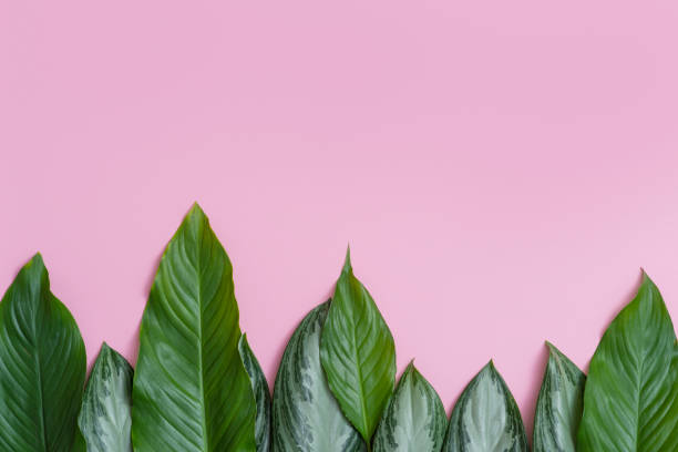 istock Summer tropical composition. Green tropical leaves on pink background. Summer concept. Flat lay, top view, copy space 1140286506
