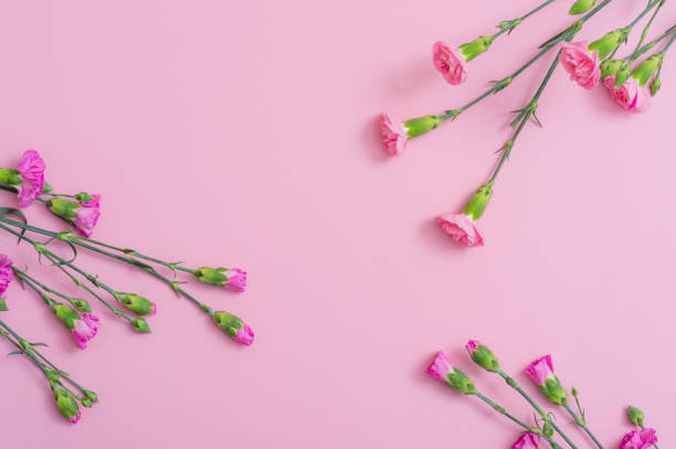 istock Carnation flowers isolated on the corner of pink space. Pattern for greeting card 1140286546