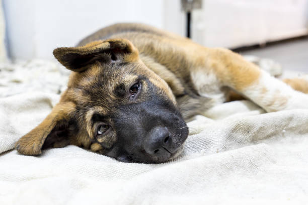 istock brown puppy  sleeping in the home on fabric, eye contact 1140286549