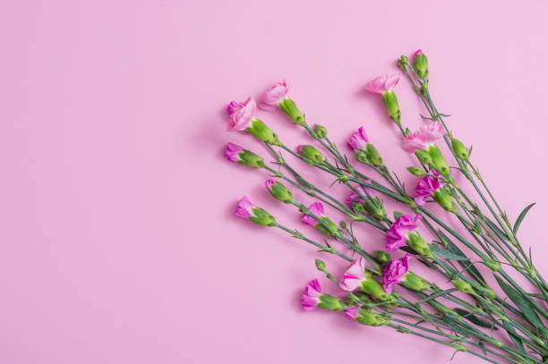 istock Pink background with carnations flowers and copy space. Top view. Mother's Day background 1140286557