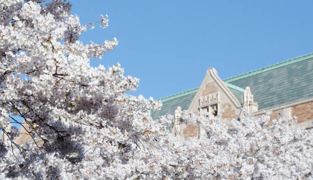 istock Blooming cherry branches in front of campus building, UW Quad, Seattle 1140286732