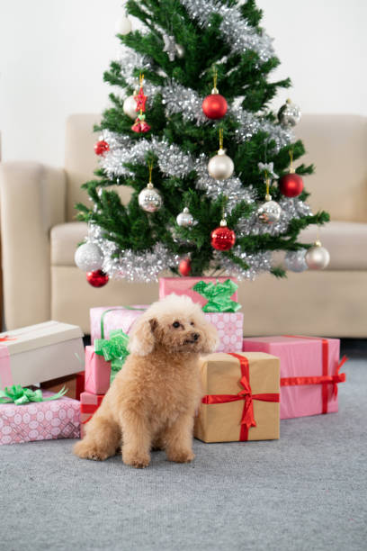 istock poodle dog with christmas tree 1140286854