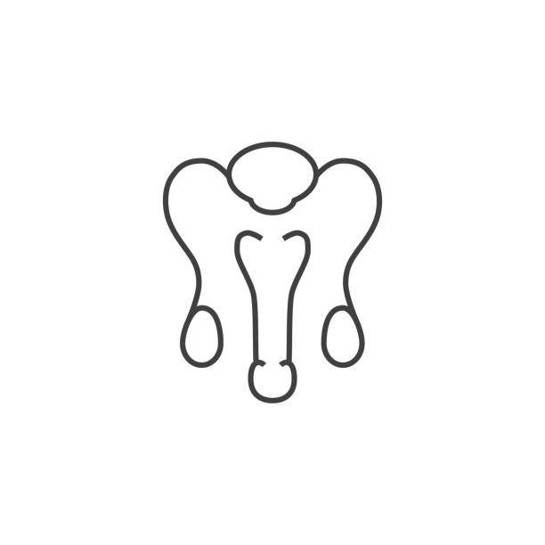 Male Reproductive System Vector Line Icons Male Reproductive System Related Vector Line Icon. Isolated on White Background. Editable Stroke. phallic object stock illustrations