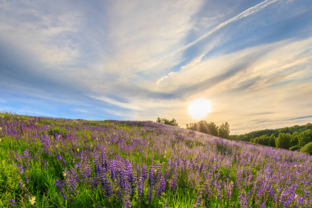 istock Sunset on a hill covered with lupines. 1140286974