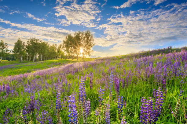 istock Sunset on a hill covered with lupines. 1140286982