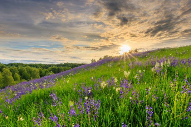 istock Sunset on a hill covered with lupines. 1140286983