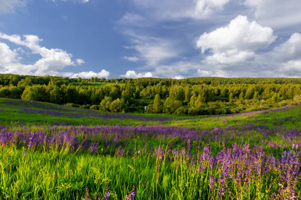 istock Sunset on a hill covered with lupines. 1140286986