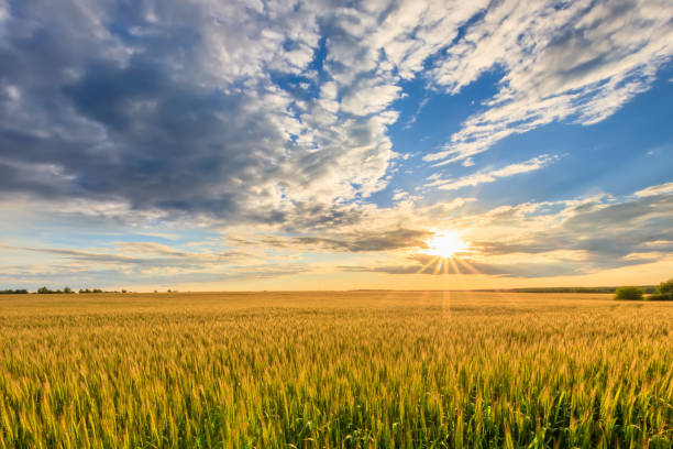 istock Sunset on the field with rye or wheat. 1140286996