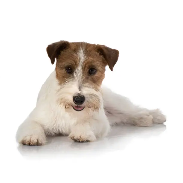 portrait of jackrussel dog isolated on white background