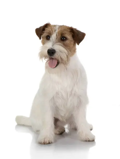 portrait of jackrussel dog isolated on white background