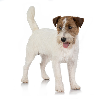 portrait of jackrussel dog isolated on white background