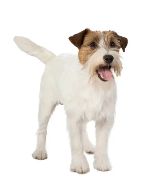 portrait of jackrussel dog isolated on white background