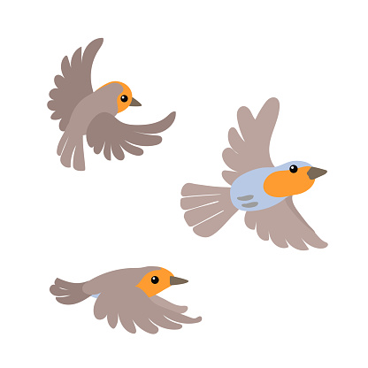 vector flat cartoon animal clip art robin bird