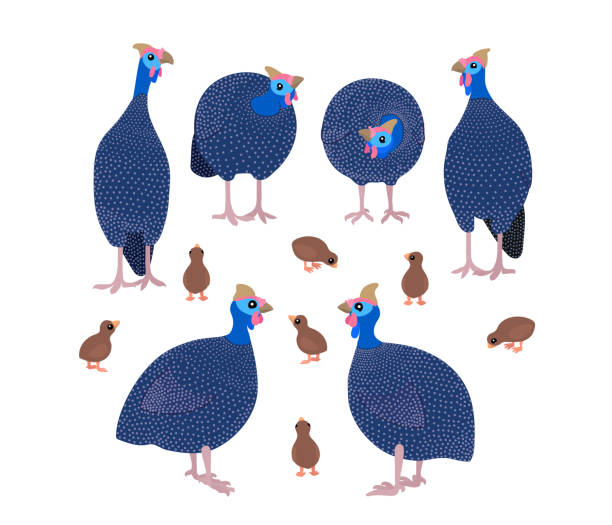 vector flat cartoon animal clip art vector flat cartoon animal clip art guineafowl birds guinea fowl stock illustrations