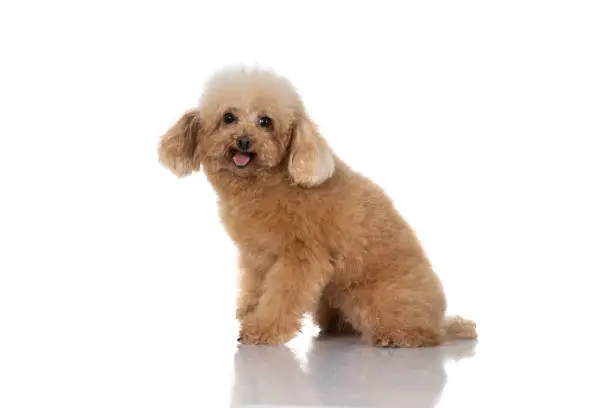 portrait of miniature poodle dog isolated on white background