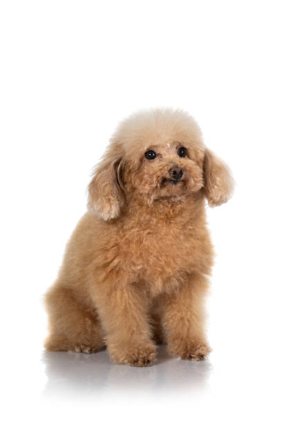 istock miniature poodle dog isolated 1140288444