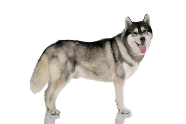 istock black and white siberian Husky dog on white 1140288500