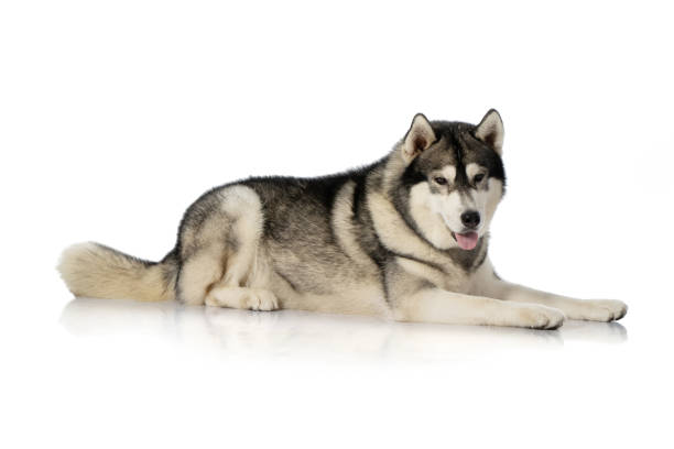 istock black and white siberian Husky dog on white 1140288604