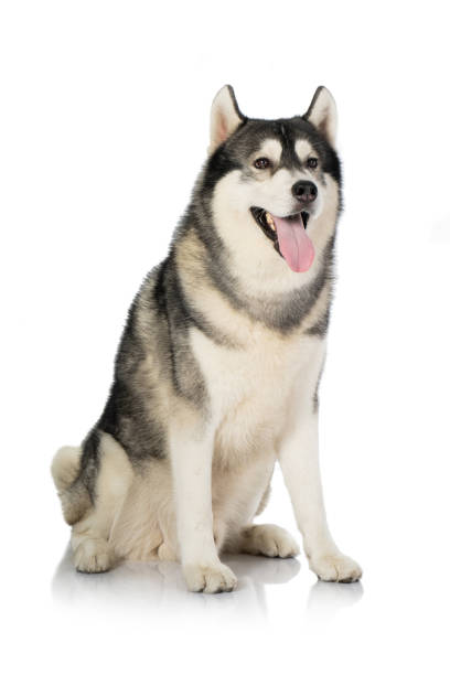 istock black and white siberian Husky dog on white 1140288646