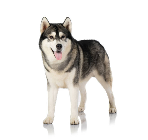 istock black and white siberian Husky dog on white 1140288662