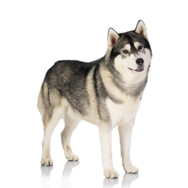 istock black and white siberian Husky dog on white 1140288680