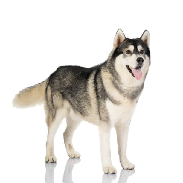 istock black and white siberian Husky dog on white 1140288694