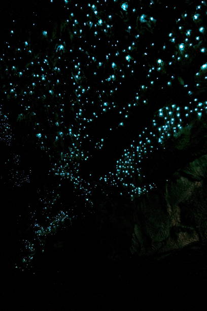 Amazing New Zealand Tourist attraction glowworm luminous worms i Amazing New Zealand Tourist attraction glowworm luminous worms in caves. High ISO Photo.. waitomo caves stock pictures, royalty-free photos & images