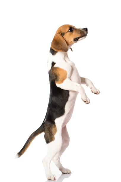 istock beagle dog isolated on white 1140289676