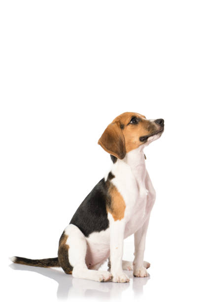 istock beagle dog isolated on white 1140289715