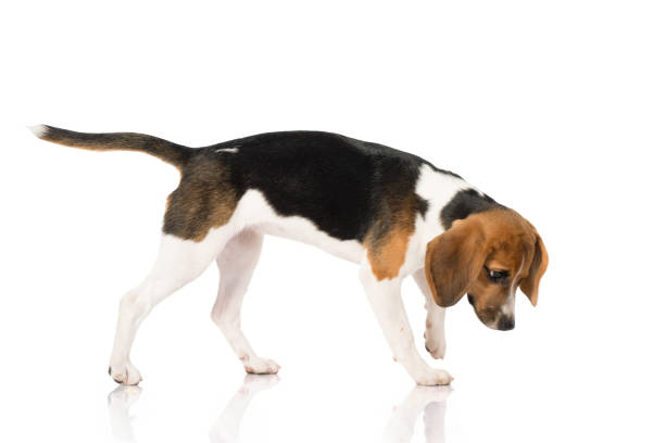 istock beagle dog isolated on white 1140289755