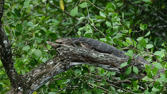 Giant komodo lizard lying on magrove tree at kilim geoforest langkawi malaysia