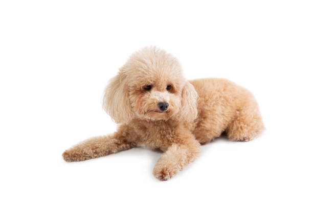 istock curly-haired poodle lying on the floor 1140291225
