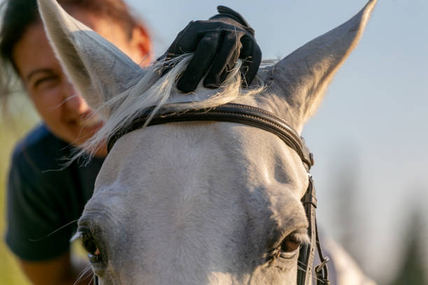 Back view of dapple-gray horse. Close up croup whis black crupper.