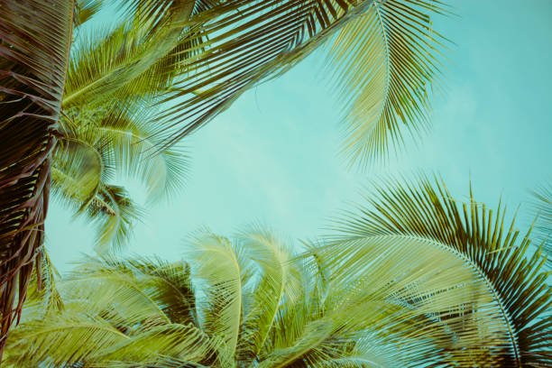 istock Coconut palm tree foliage under sky. Vintage background. Retro toned poster. 1140293574