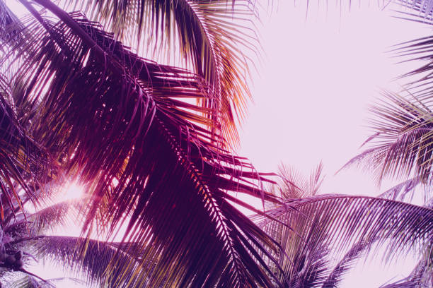 istock Coconut palm tree foliage under sky. Vintage background. Retro toned poster. 1140293612