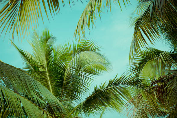 istock Coconut palm tree foliage under sky. Vintage background. Retro toned poster. 1140293640