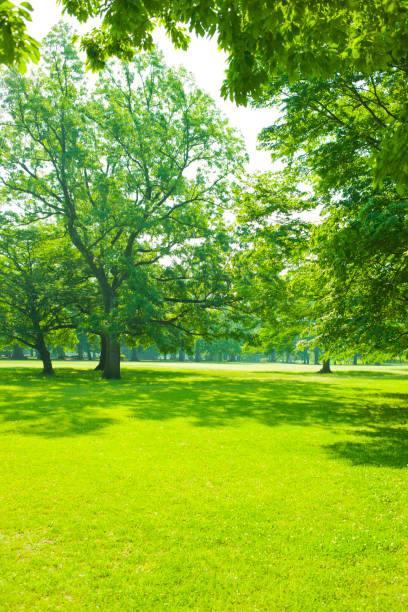 istock tree and lawn in the garden 1140293848