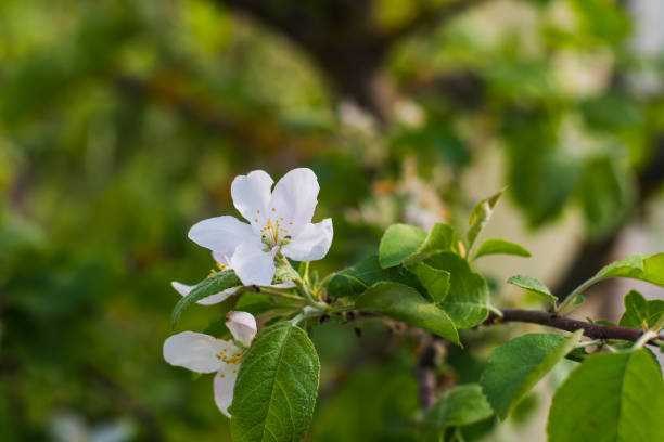 istock branch of flowering Apple tree in early spring 1140294461