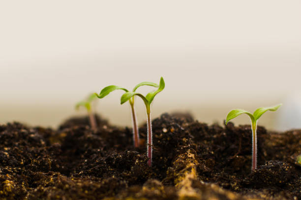 istock tomato sprouts in the soil close-up 1140294519