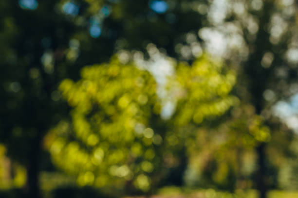 istock Beautiful nature, green background, blurred around bokeh 1140294563