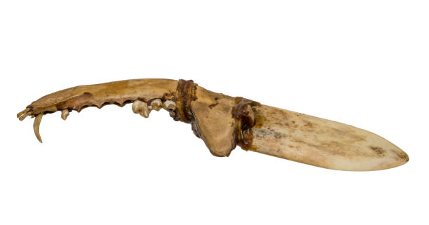 北アメリカインディアンの骨と腱の古いナイフ - north american tribal culture photography color image horizontal ストックフォトと画像