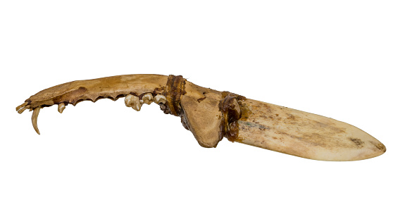 Old knife of the North American Indians of bone and tendon released on white