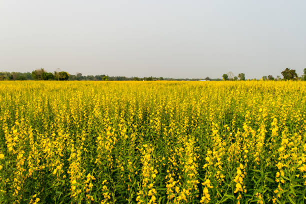 istock Crotalaria juncea in the field 1140294917