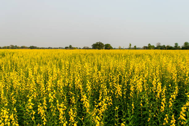 istock Crotalaria juncea in the field 1140295162