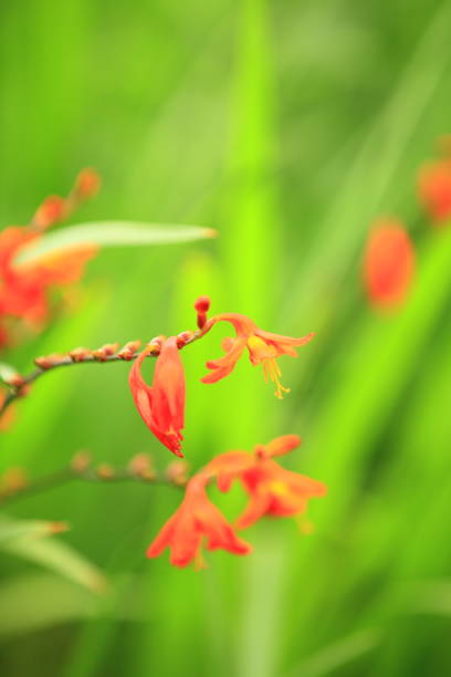 istock Flower image photograph 1140296164