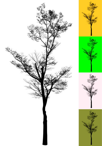 tree png file png tree silhouette (attached to Releases) plant png photos stock pictures, royalty-free photos & images