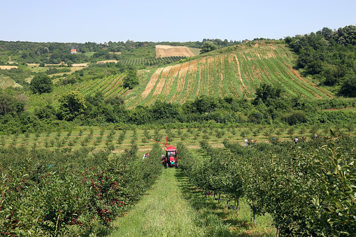 farmers with tractor and harvesting machine in cherry orchard agriculture