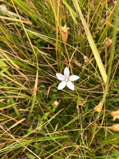 White New Zealand flower