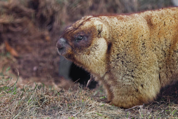 istock Marmot in profile close-up. 1140299881