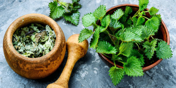 istock Stinging nettles,urtica medical herb 1140299921